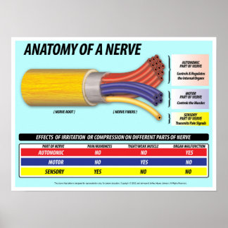 Poster Anatomie d'une Nerve édition 2016