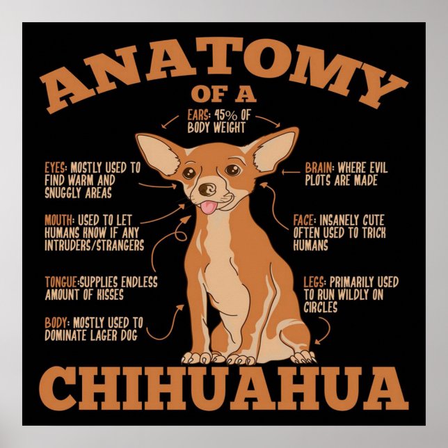 Poster Anatomie D'Une Toile De Chihuahua (Devant)