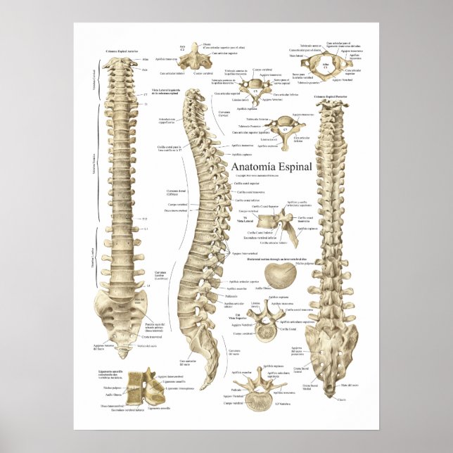 Poster Anatomie espagnole Anatomie de la colonne vertébra (Devant)