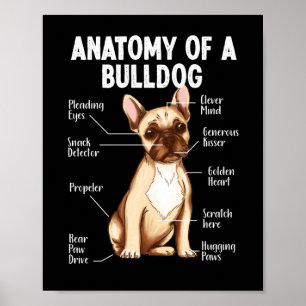 Poster Anatomie Française De Bulldog D'Un Bulldog Maman P