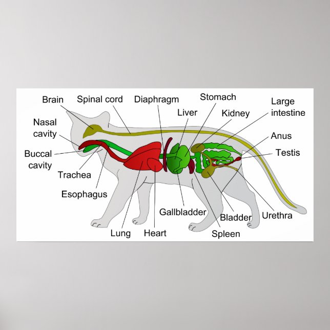 Poster Anatomie générale d'un chat Felis Silvestris Catus (Devant)