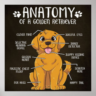 Poster Anatomie Golden Retriever   Golden Retriever Lover