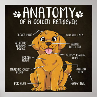 Poster Anatomie Golden Retriever | Golden Retriever Lover