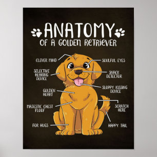 Poster Anatomie Golden Retriever   Golden Retriever Lover