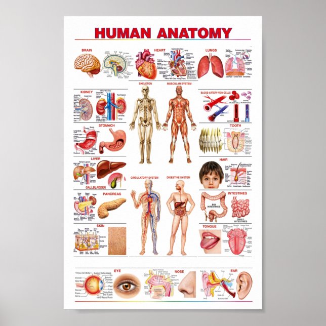 Poster Anatomie humaine (Devant)