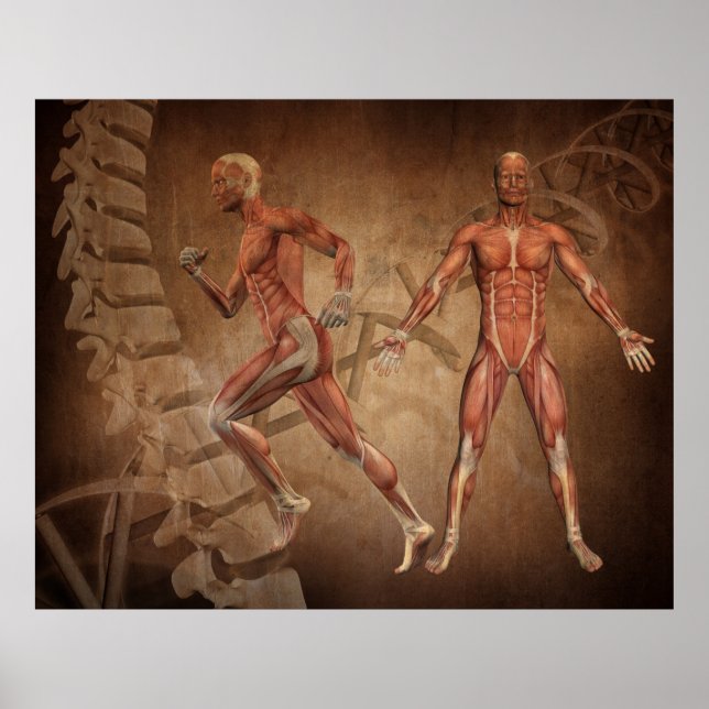 Poster Anatomie humaine, colonne vertébrale et brins ADN (Devant)