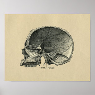 Poster Anatomie humaine de crâne 1902 copies vintages