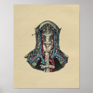 Poster Anatomie humaine de ganglion lymphatique 1902