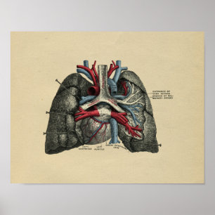 Poster Anatomie humaine de poumons de coeur 1902 copies