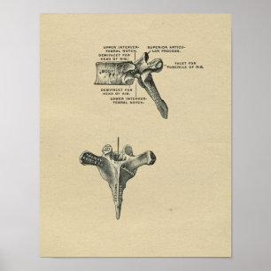 Poster Anatomie humaine de vertèbres 1902 copies vintages