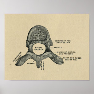 Poster Anatomie humaine de vertèbres 1902 copies vintages