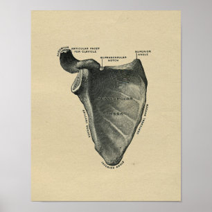 Poster Anatomie humaine d'omoplate 1902 copies vintages