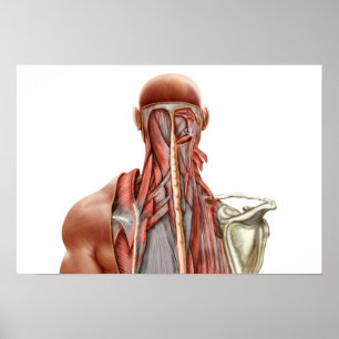 Poster Anatomie Humaine Montrant Des Muscles Profonds Dan