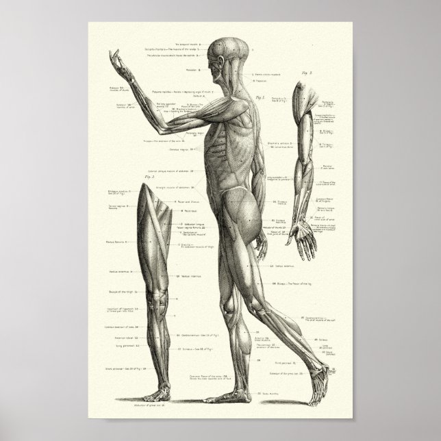 Poster Anatomie humaine, muscles du corps humain (Devant)