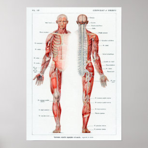 Poster Anatomie humaine Vintage