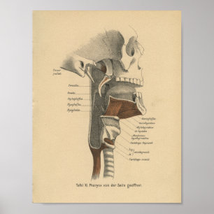 Poster Anatomie humaine vintage Imprimer Muscles Cou
