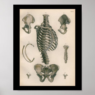 Poster Anatomie humaine vintage Imprimer os squelettes