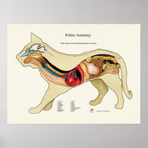 Poster Anatomie interne de l'organe Cat Organigramme vété