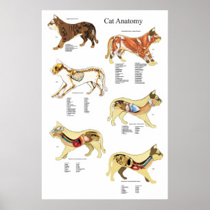 Poster Anatomie interne de l'organe Cat Organigramme vété