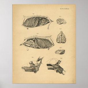 Poster Anatomie interne de l'organe de chien 1908 Impress