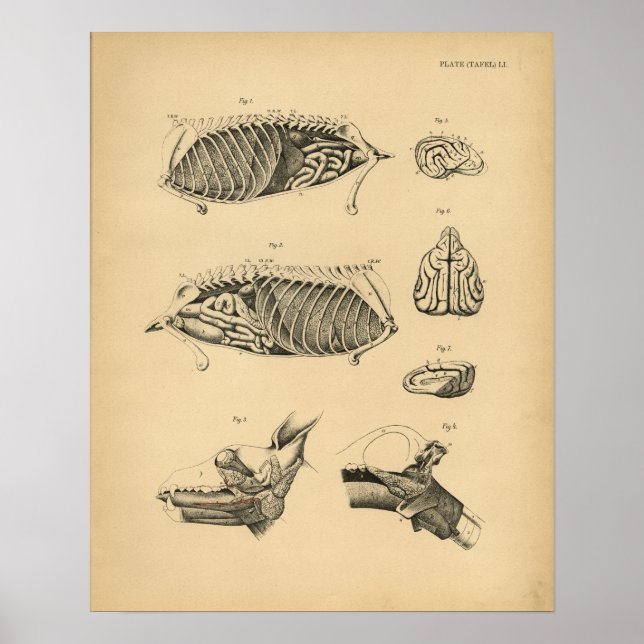 Poster Anatomie interne de l'organe de chien 1908 Impress (Devant)