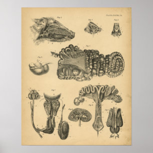Poster Anatomie interne de porc de porc 1908 copies