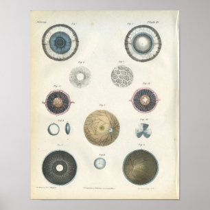 Poster Anatomie interne des yeux humains Imprimer