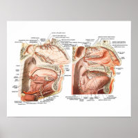 Anatomie interne du visage humain