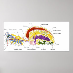 Poster Anatomie interne d'une femelle deux araignée lungé