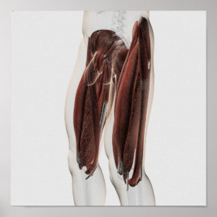 Poster Anatomie masculine de muscle des jambes humaines,