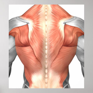 Poster Anatomie masculine de muscle du dos 1 d'humain