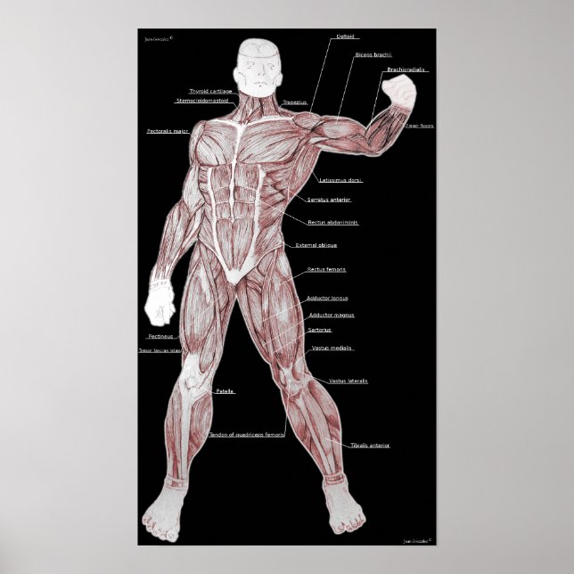 Poster Anatomie musculaire (Devant)