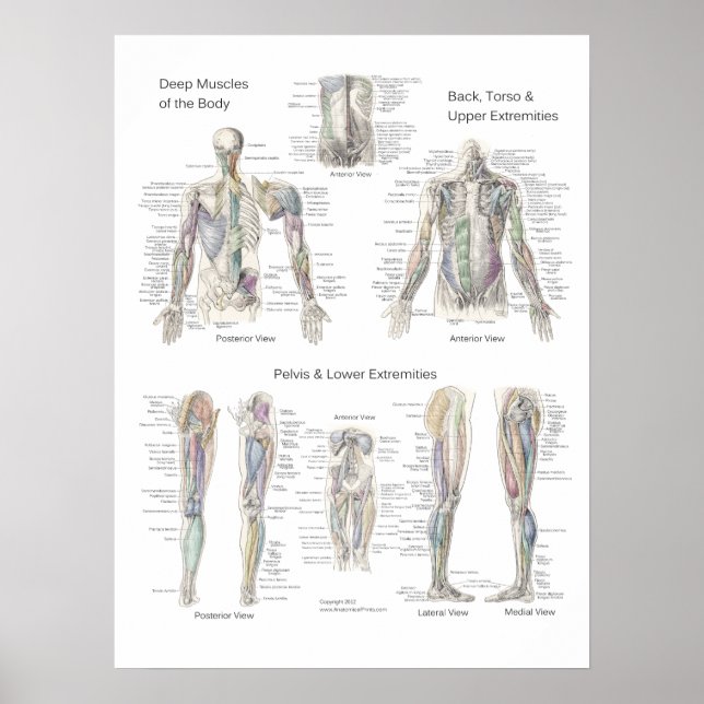 Poster Anatomie Musculaire Couches profondes (Devant)