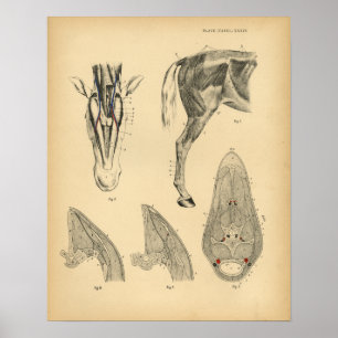 Poster Anatomie musculaire de la jambe de cheval 1908 Imp