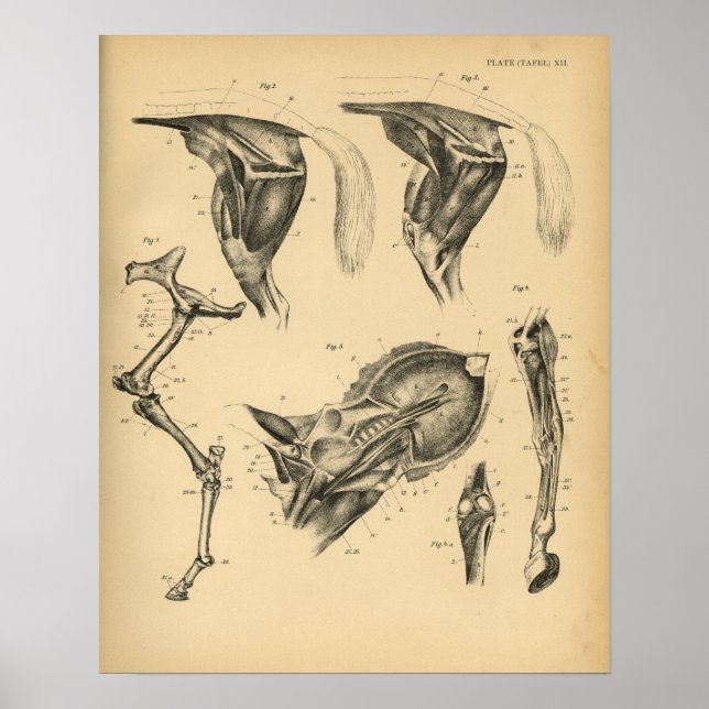 Poster Anatomie musculaire de la jambe de cheval 1908 Imp (Devant)