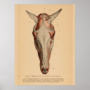 Poster Anatomie musculaire de la tête de cheval Français 