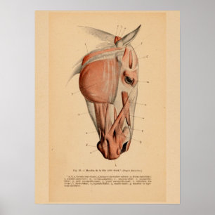 Poster Anatomie musculaire de la tête de cheval Français 