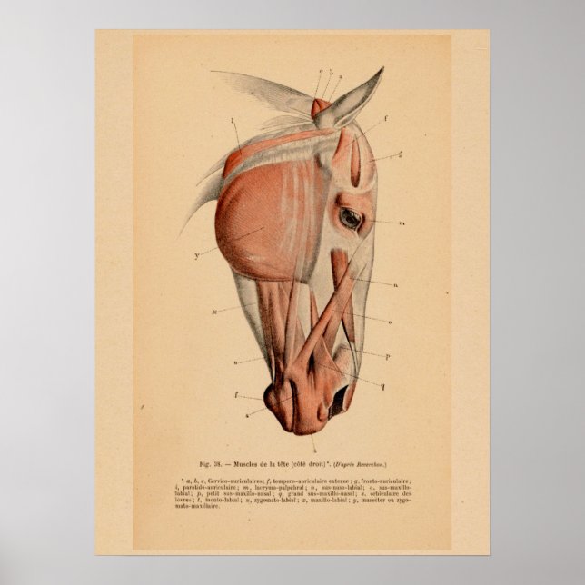 Poster Anatomie musculaire de la tête de cheval Français  (Devant)
