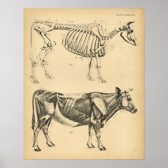 Poster Anatomie musculaire de la vache Ox Skeleton 1908 I (Devant)