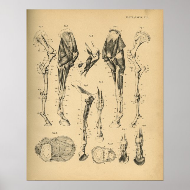 Poster Anatomie musculaire des os de jambe de cheval 1908 (Devant)