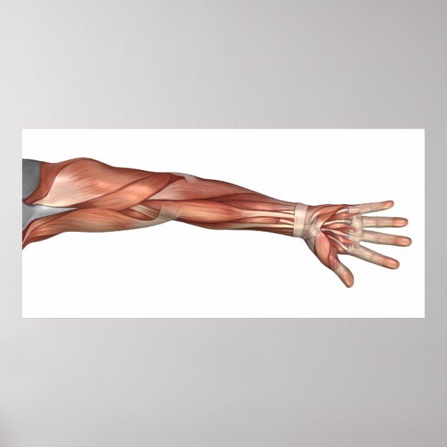 Poster Anatomie Musculaire Du Bras Humain, Vue Antérieure (Devant)