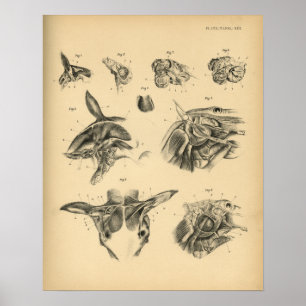 Poster Anatomie musculaire du cou du cheval 1908 Impressi