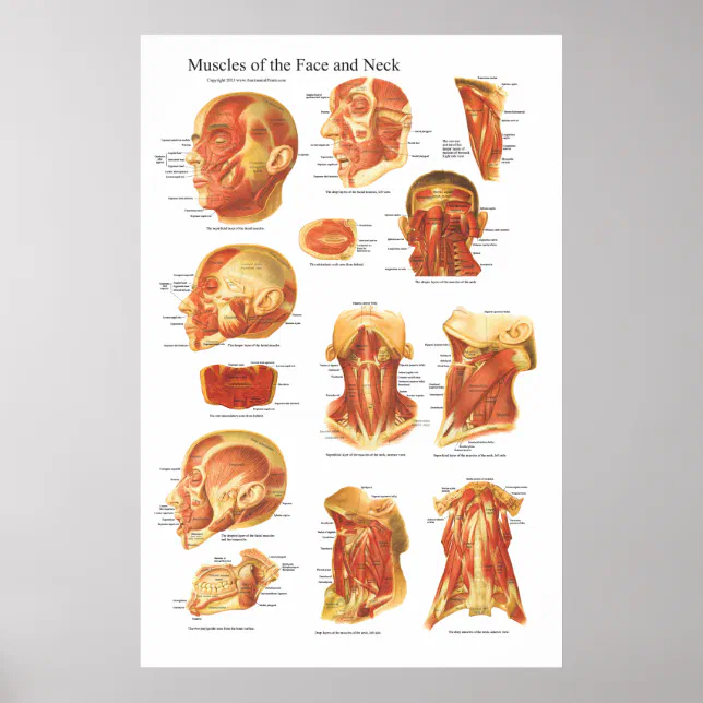 https://rlv.zcache.ch/poster_anatomie_musculaire_du_visage_et_du_cou-rb12118b3bc9f40c6a20b42b9e5a64e99_wvg_8byvr_644.webp