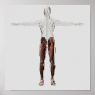 Poster Anatomie Musculaire Homme Des Jambes Humaines, Ant