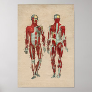 Poster Anatomie musculaire humaine 1841 Imprimer