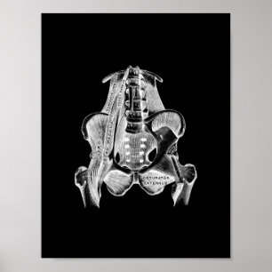 Poster Anatomie musculaire humaine en noir et blanc