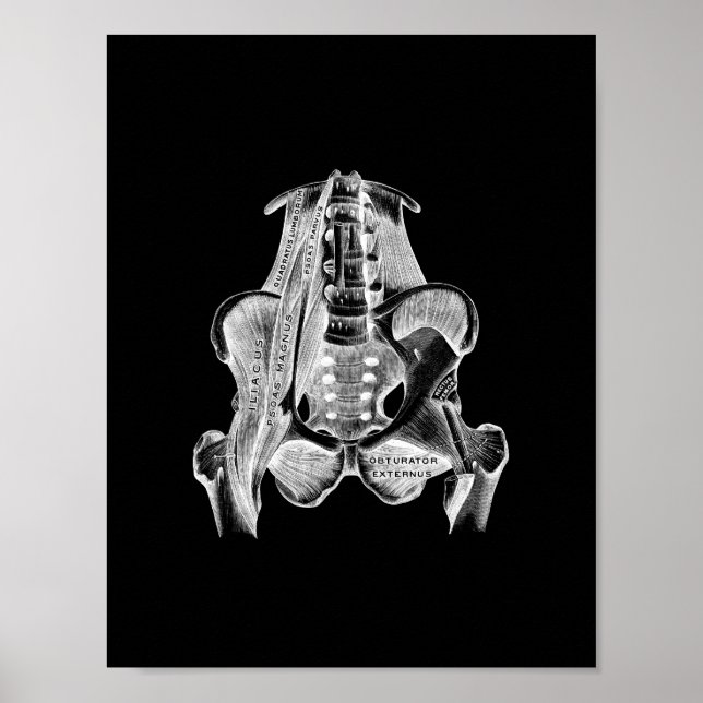 Poster Anatomie musculaire humaine en noir et blanc (Devant)