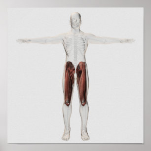 Poster Anatomie Musculaire Masculine Des Jambes Humaines,