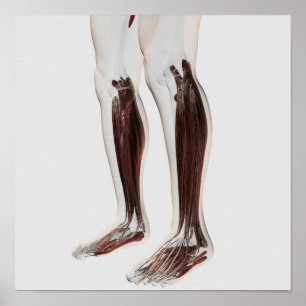Poster Anatomie Musculaire Masculine Des Jambes Humaines,
