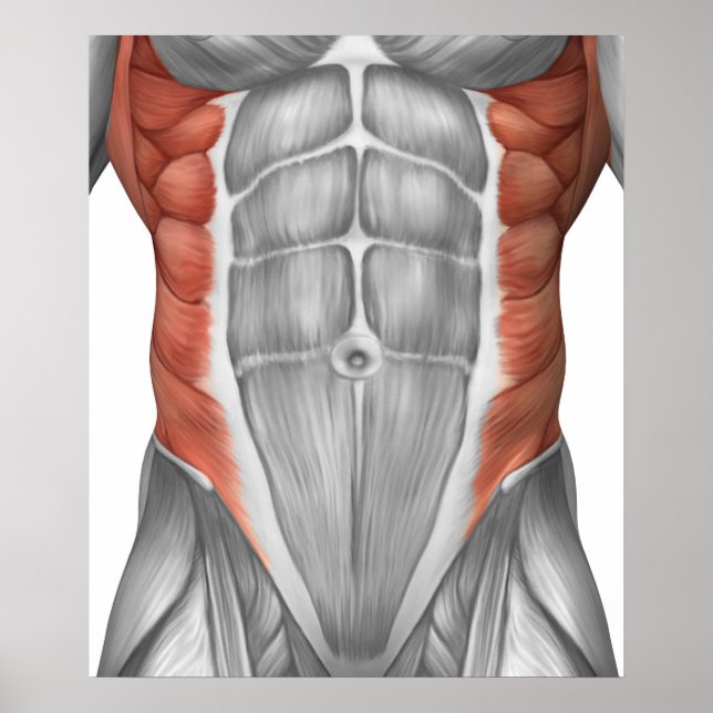 Poster Anatomie Musculaire Masculine Du Mur Abdominal (Devant)